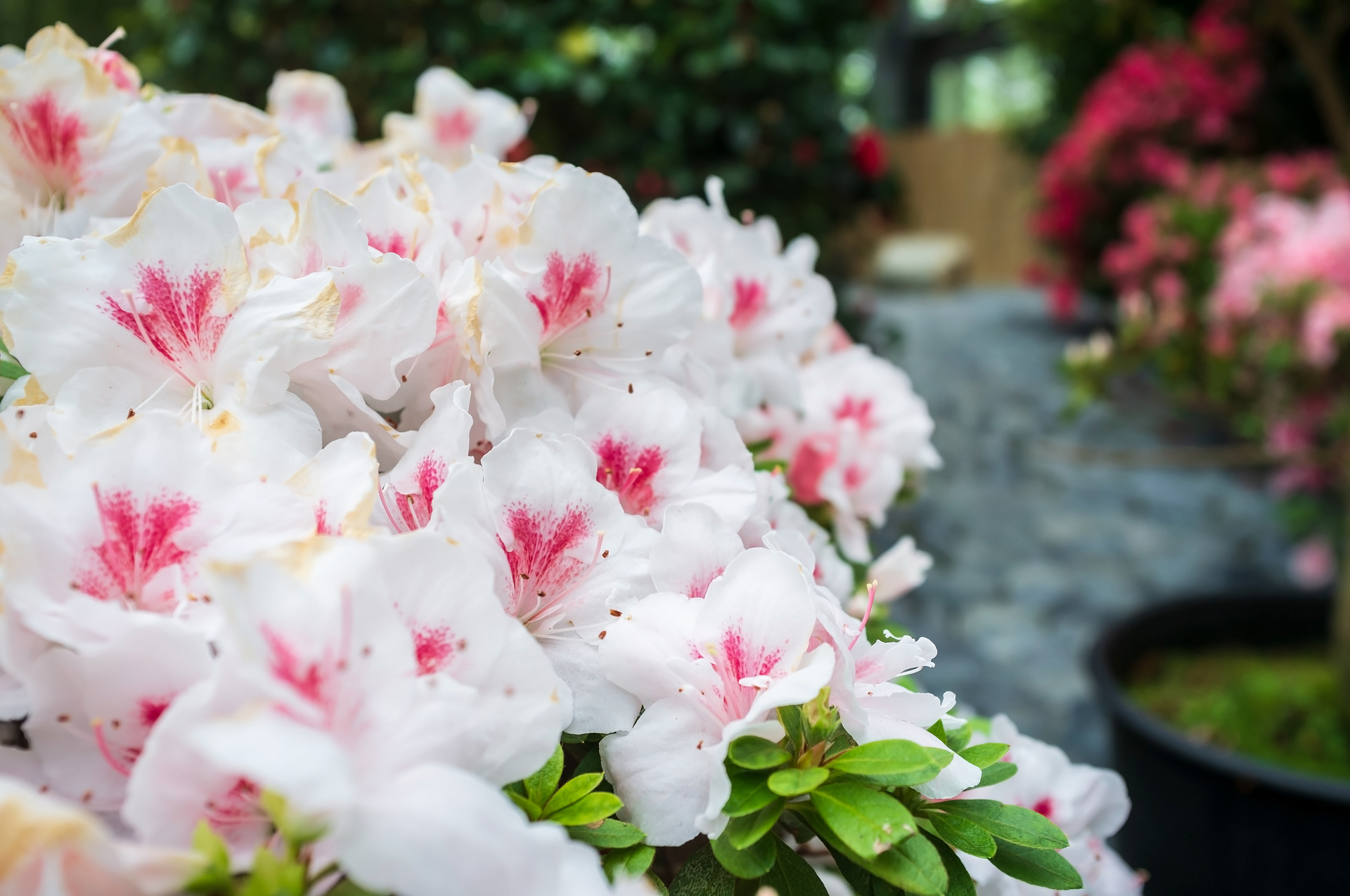 Białe rododendrony rosną w ogrodzie