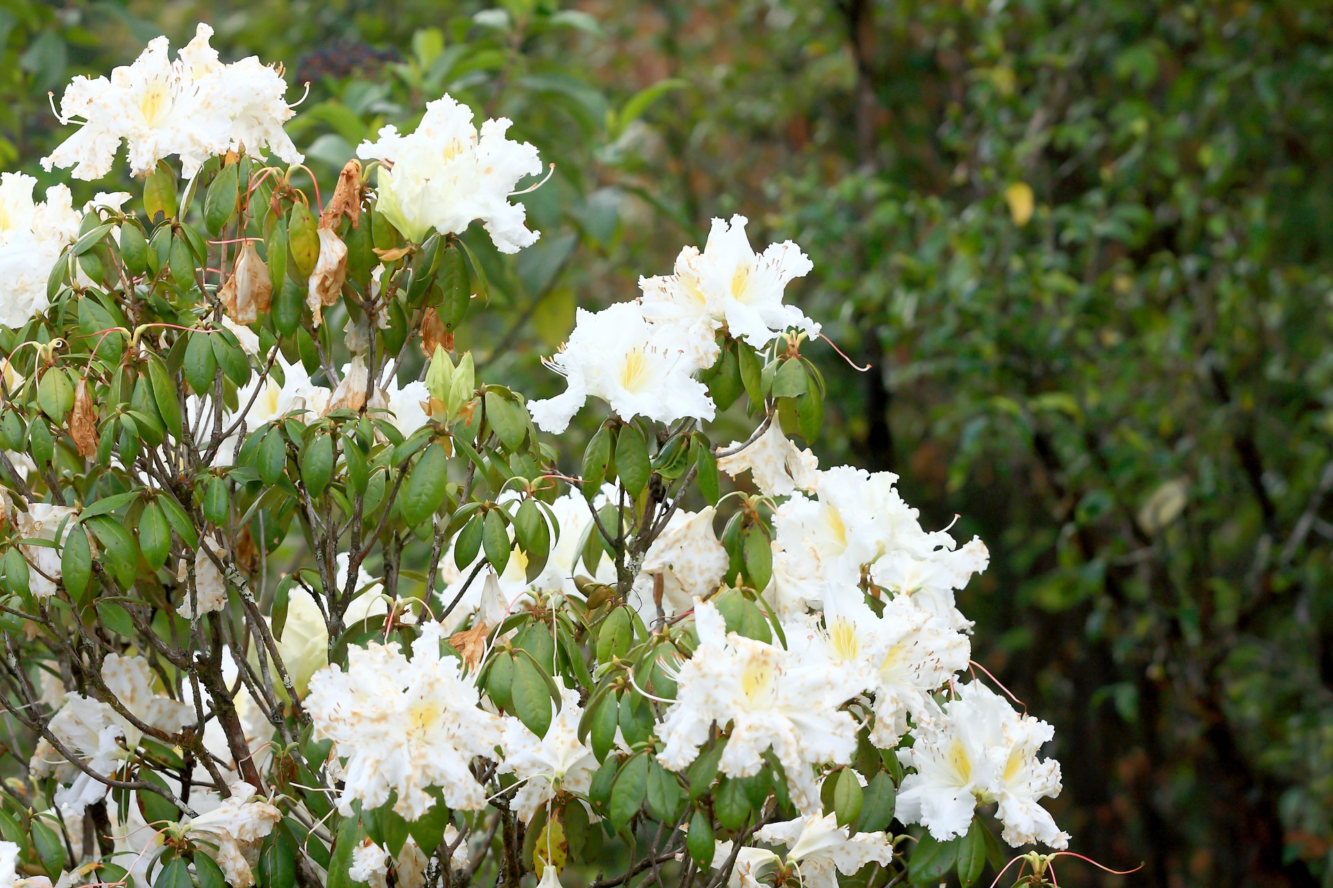 Biały krzew rododendronu z białymi kwiatami