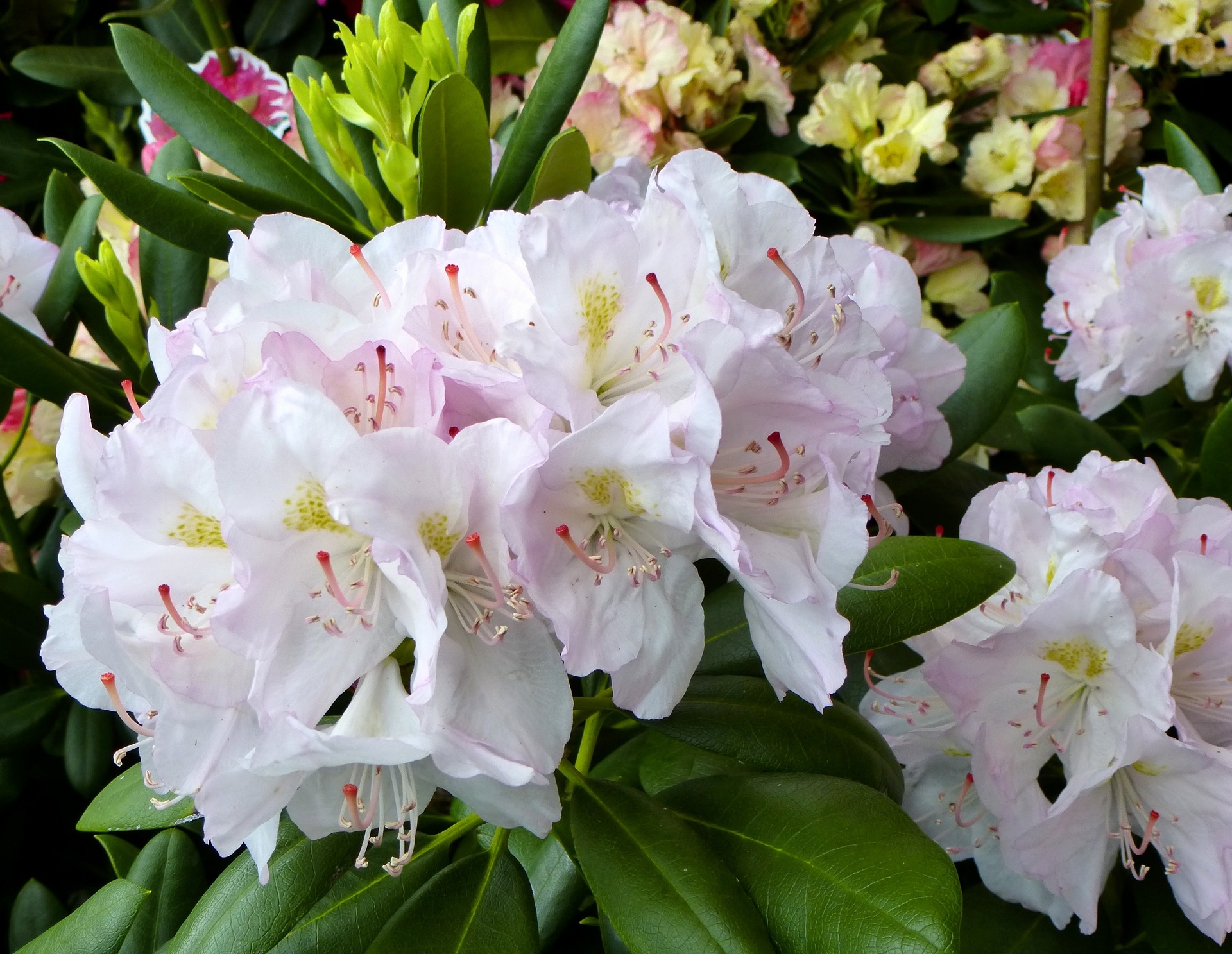 Rododendrony – Różnorodność odmian i orientacyjne ceny – Co warto wiedzieć przed zakupem?