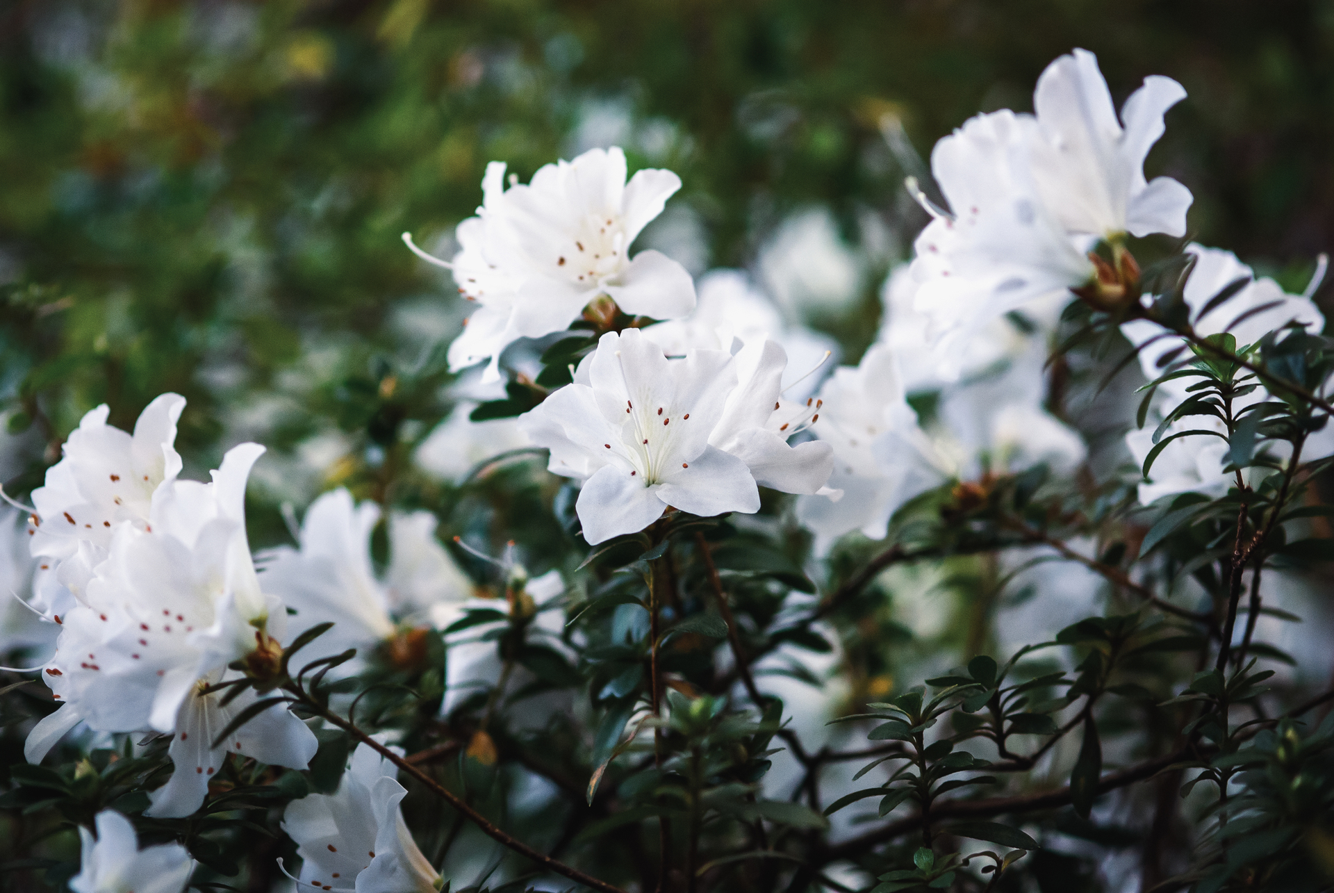 Rododendrony białe w ogrodzie